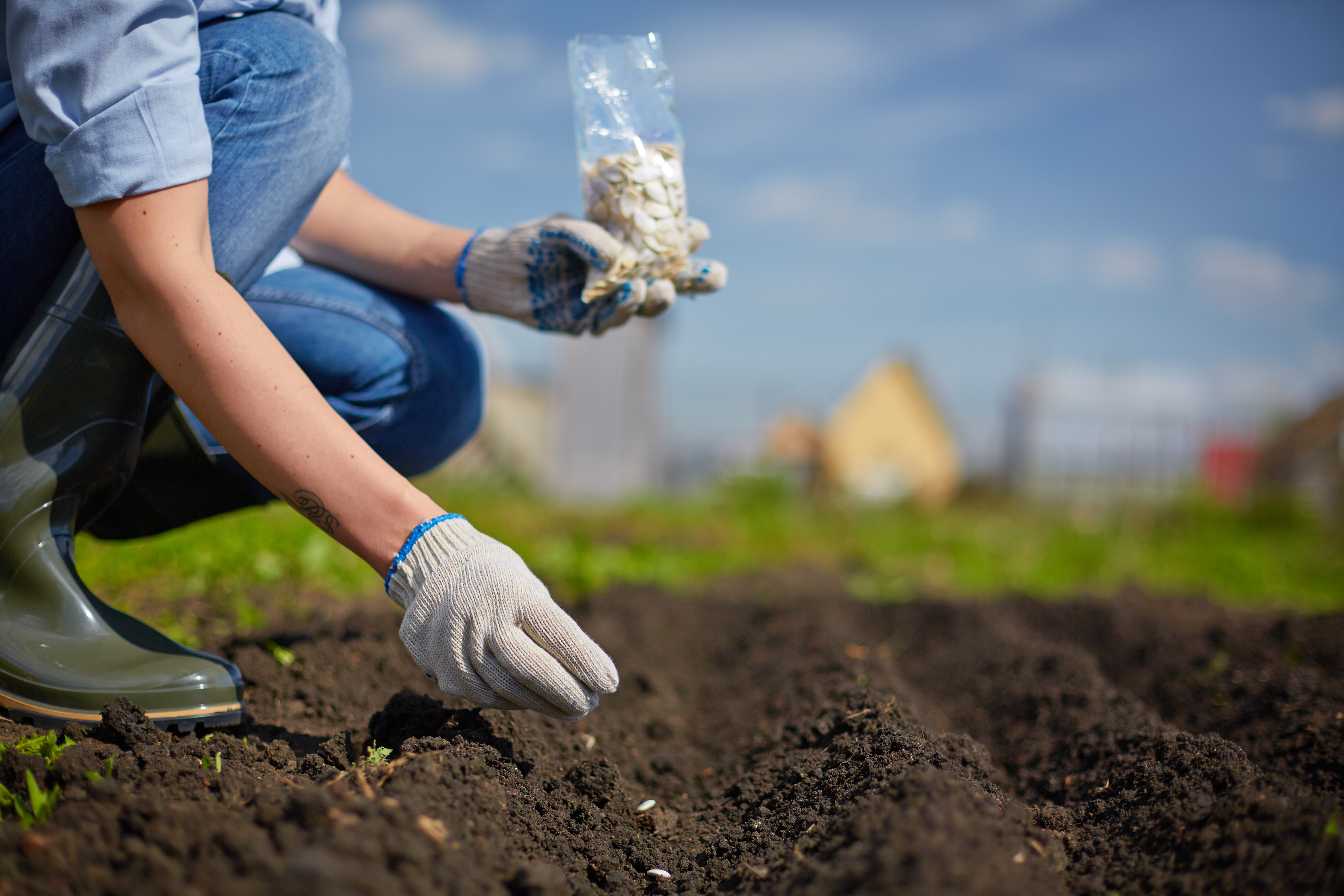 Tratamento de Sementes com Micronutrientes Potencializa Produção de Cereais